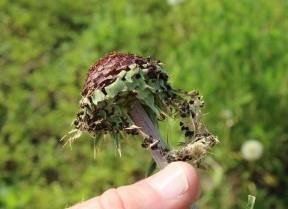Biological Control Of Musk Thistle